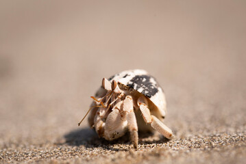 Hermit crab. There are up to 500 species of hermit crabs. They are also often called crayfish. They have a soft bottom, which they hide in the shells of other animals.