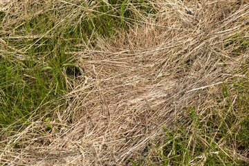Drying of grass for obtaining and storing hay