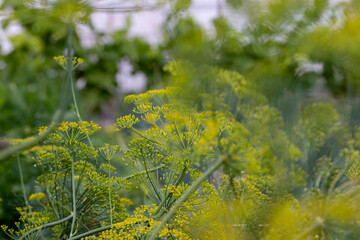 Green dill in the wind at the end of summer