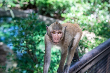 The wild crab-eating macaque (Macaca fascicularis) in khao kheow zoo Thailand.
A primate native to Southeast Asia 
It has a long history alongside humans, the subject of medical experiments.