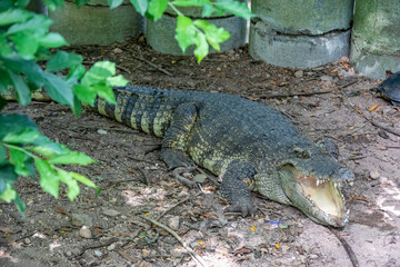 The Siamese crocodile (Crocodylus siamensis) is a medium-sized freshwater crocodile.  The species is critically endangered and already extirpated from many regions. 