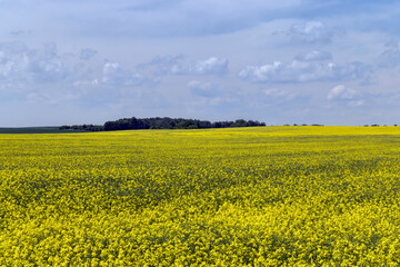 Fototapeta premium Yellow-flowering rapeseed in the summer