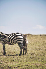 Fototapeta na wymiar Das Zebra inkl. Baby