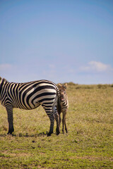 Fototapeta na wymiar Das Zebra inkl. Baby