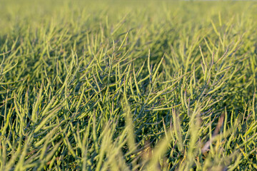 faded green rapeseed pods with seeds