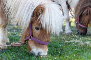 The pony horse eats grass in the meadow. Portrait of a pony.