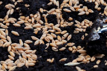 Fertile soil in which wheat seeds are planted