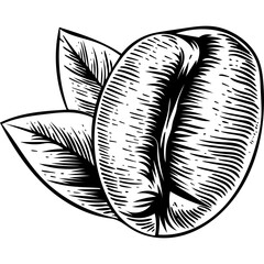 Hand drawn Coffee Bean Sketch illustration