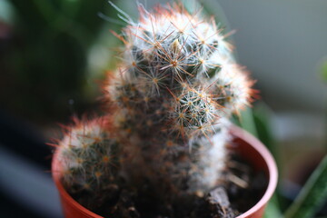 Mammillaria elongata kaktus