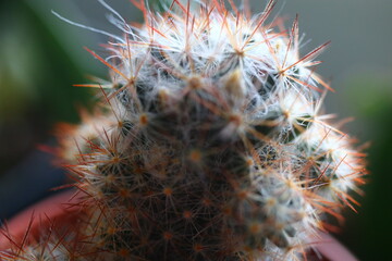 Mammillaria elongata kaktus