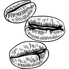 Hand drawn Coffee Beans Sketch illustration