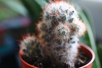 Mammillaria elongata kaktus