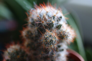 Mammillaria elongata kaktus