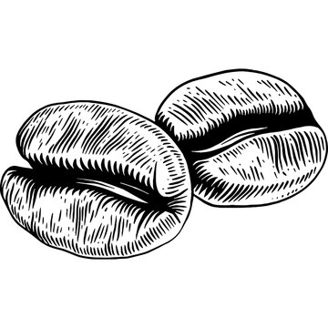 Hand drawn Coffee Beans Sketch illustration