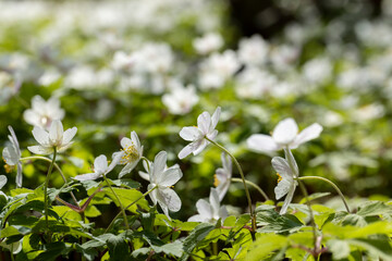 Naklejka premium white spring anemones growing in the forest in spring