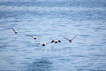 Ducks Flying in Formation on a Summer Day