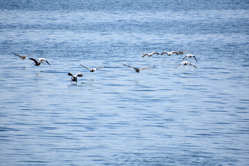 Cormorants Taking Off Over the Water in the Summer