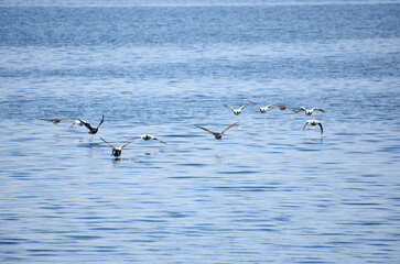 Cormorants in Formation Over the Waters Surface