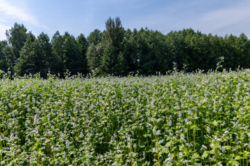 Agricultural field where buckwheat blooms