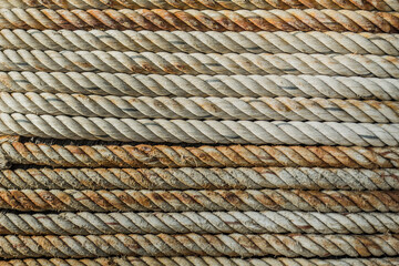 An old manila rope wrapped neatly and tightly around a tree.