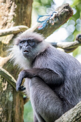 Naklejka na ściany i meble The purple-faced langur (Semnopithecus vetulus) is a species of Old World monkey that is endemic to Sri Lanka. The animal is a long-tailed arboreal species, identified by a mostly brown dark face.