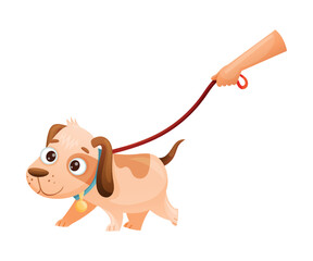 Fototapeta premium Cute Dog as Domestic Pet Walking on Leash Vector Illustration