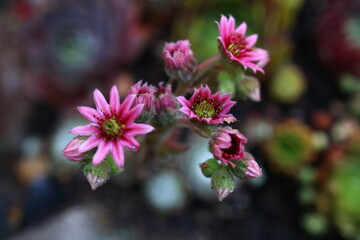 Sempervivum Zuckerwatte Rojnik 