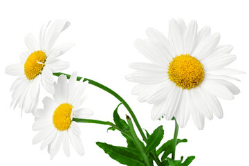 Obraz premium white chamomiles bouquet isolated on white background. clipping path