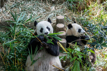 Fototapeta premium the panda The giant panda 
