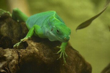 Green Fiji Island Iguana Posed on Rock