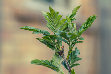 rowan tree branch with young fresh leaves