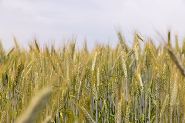 A field with unripe wheat in the summer season