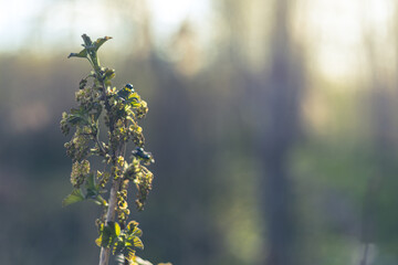 green tree branch on blurry forest background