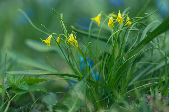 Small yellow flowers called Gagea lutea flowering in spring forest. Yellow Star of Bethlehem, first spring forest flowers