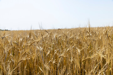 ripe wheat harvest in summer