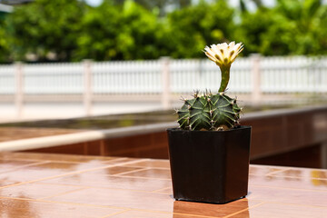 Cactus with flowers in a pot against a flower garden background