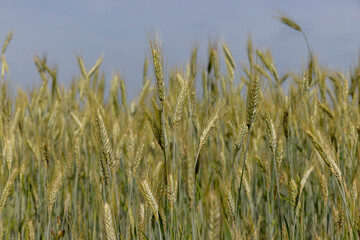 Wheat field with unripe wheat swaying in the wind