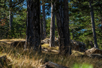 Morning Sunlight Filtering Through Forest in the Summertime