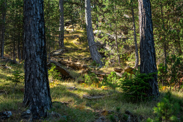 Fototapeta premium Scenic Sunny Afternoon in the Ancient Forest