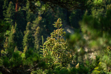 Close-up of a fir tree branch at a beautiful light. Green and healthy fir tree 