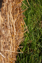 Straw stacks lying in the field after harvesting cereals