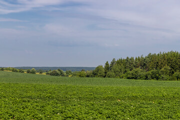 An agricultural field where green potatoes grow