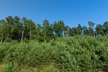 Trees in the forest in the summer