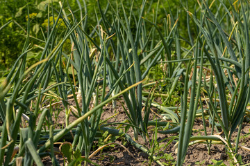 Green onions on the field in the summer