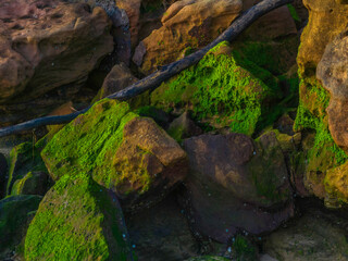 Moss and rocks at the beach