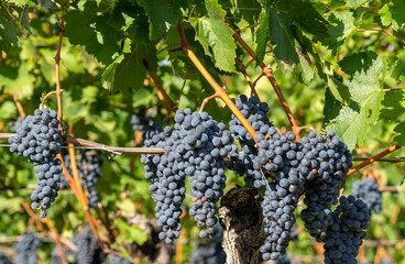 Bunches of black grapes in the Italian vineyards