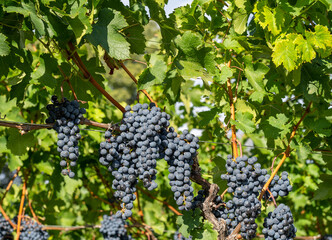 Bunches of black grapes in the Italian vineyards