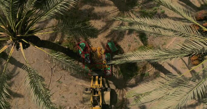 Date pickers chopping branched full of Datas off a Date Palm tree.