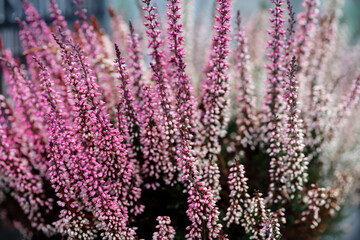Pink and violet heather (Calluna vulgaris)