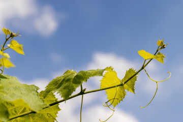 Green foliage of grapes in sunny windy weather